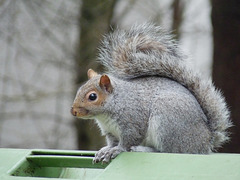 Grey Squirrel Looking for Food #2