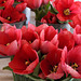 Tulips, Farmers Market 2012