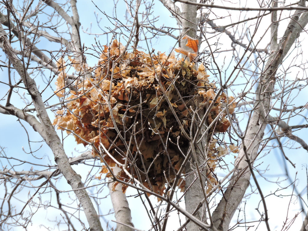 Squirrel Nest