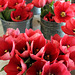 Tulips, Farmers Market 2012-2