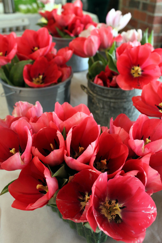 Tulips, Farmers Market 2012-2