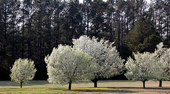 Pear tree ballet