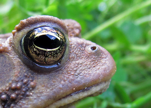 Eye of Toad