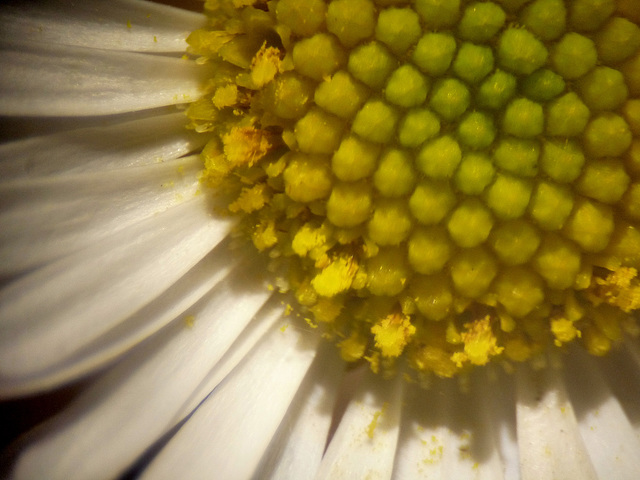 Erigeron