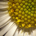 Erigeron