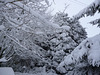 gbww[13] - Jan 2013 snowy trees