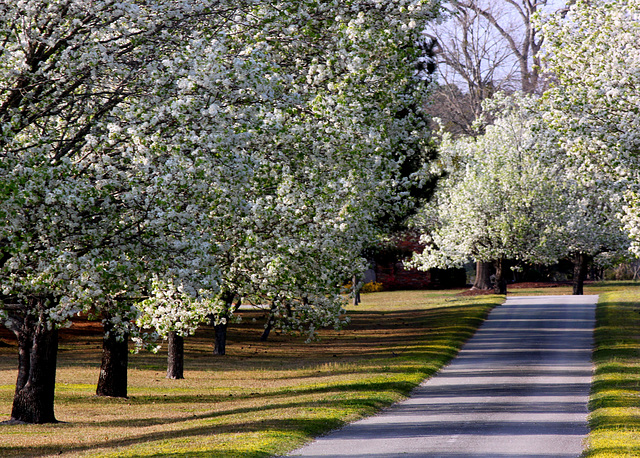 Evening, pear trees