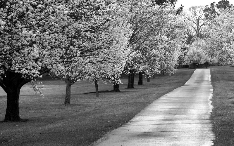 Blossoming pears 3