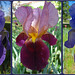 Blue Iris Collage