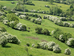 Just a Field with Bushes and Cows