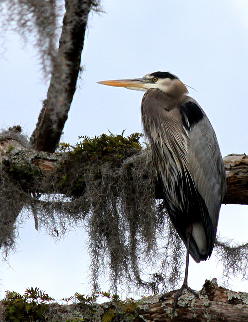 Heron in cypress