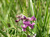 Bush Vetch