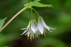 Hooker's Fairy Bells