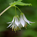 Hooker's Fairy Bells
