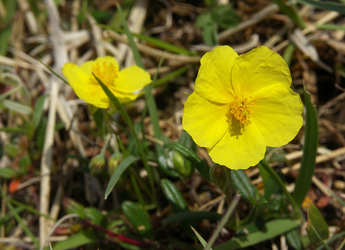 Common Rockrose