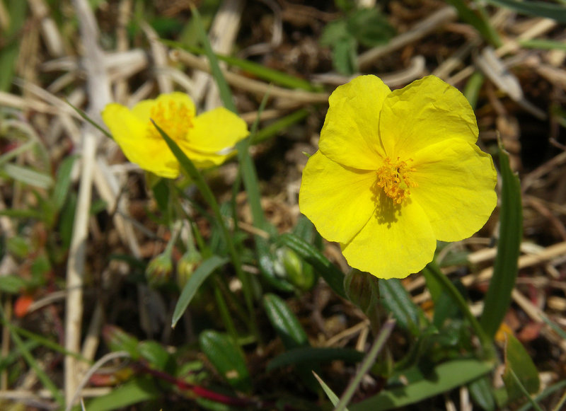 Common Rockrose