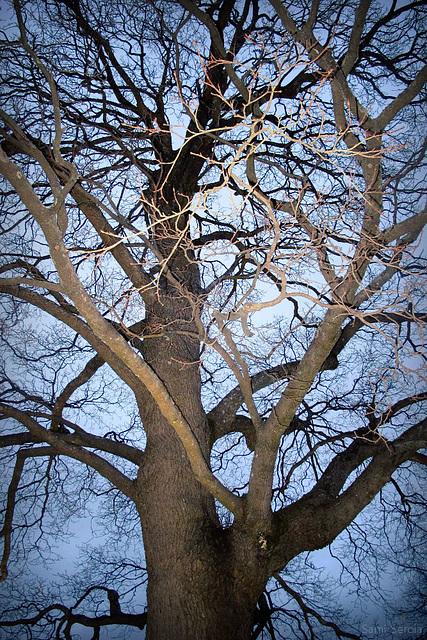 Old maple tree