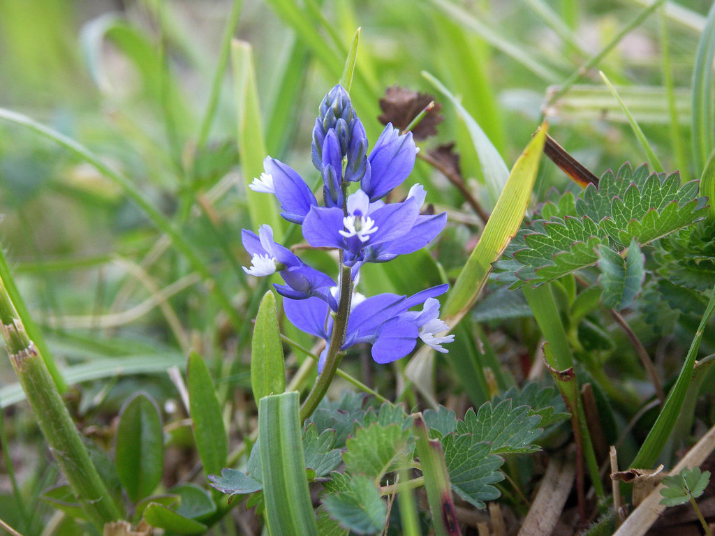 Chalk Milkwort