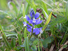 Chalk Milkwort