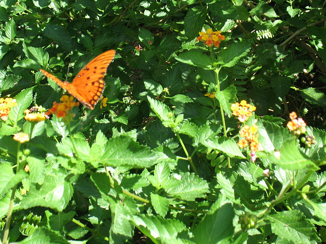 Bright orange...