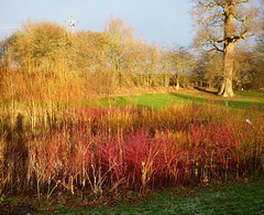 a nice show of dogwood and willow