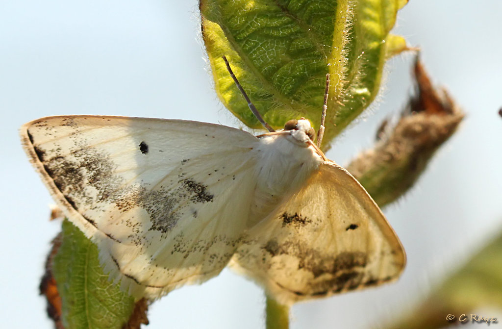 Clouded Silver