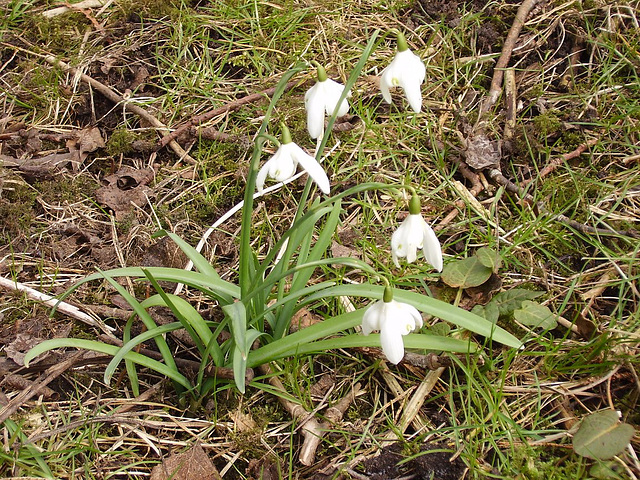 gdn / gbw - Snowdrops - March 2013