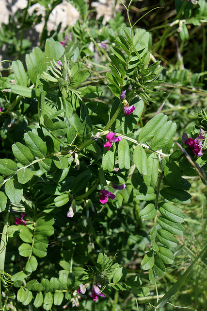 Vicia sativa (2)