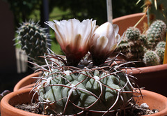 Gymnocalycium castellanosii v. bozsingianum P 205 - - 6 °C