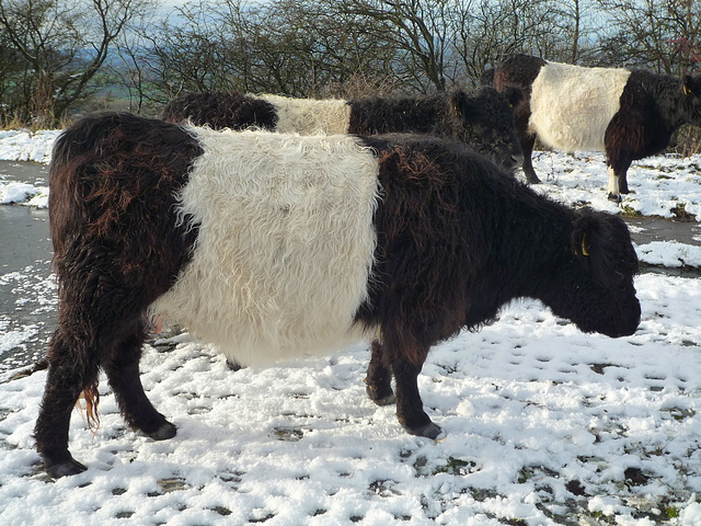 Belted Galloway heifer