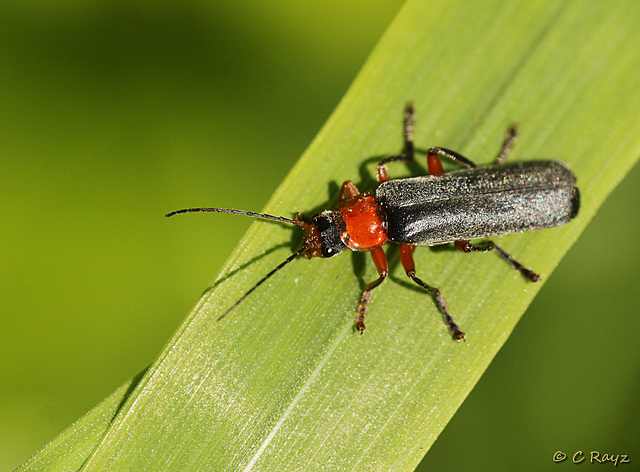 Soldier Beetle