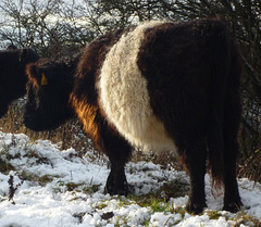 sun-kissed cow