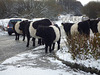 Belted Galloway cattle at Barrow Wake