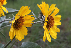 Arrowleaf Balsamroot