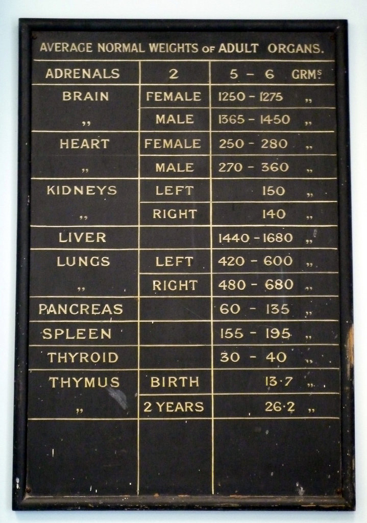 Average Normal Weights of Adult Organs