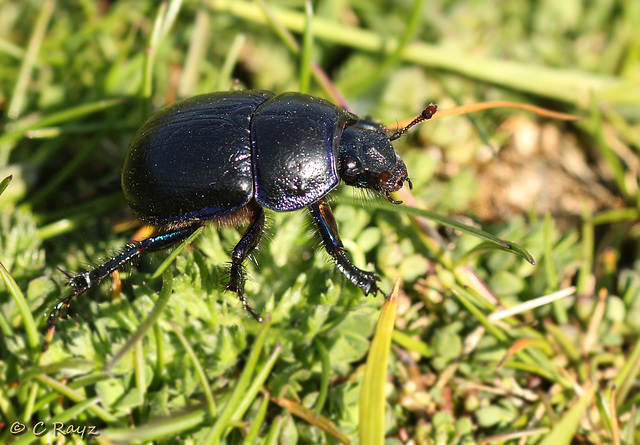 Dor Beetle