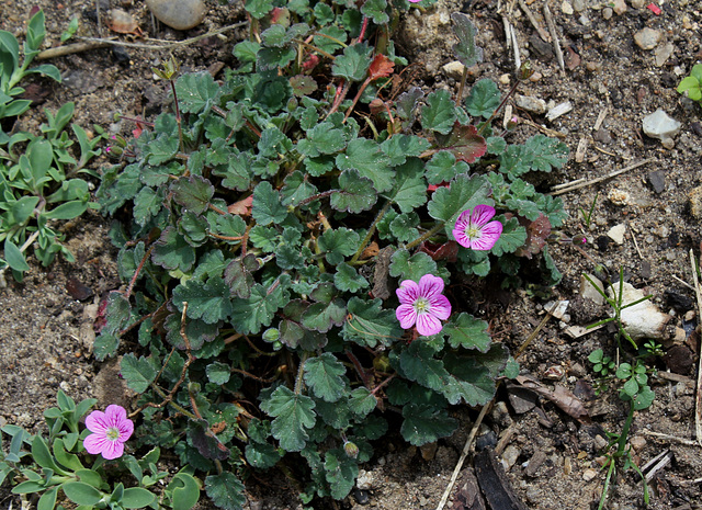 Erodium x variabile ' Bishop's Form'