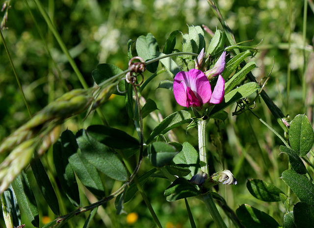 Vicia sativa (4)