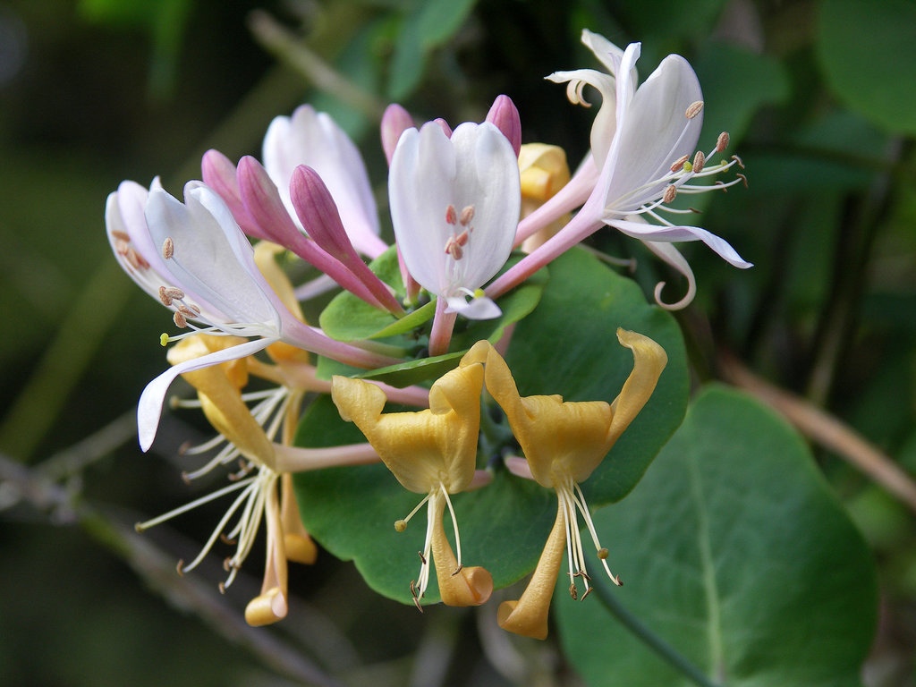 Honeysuckle