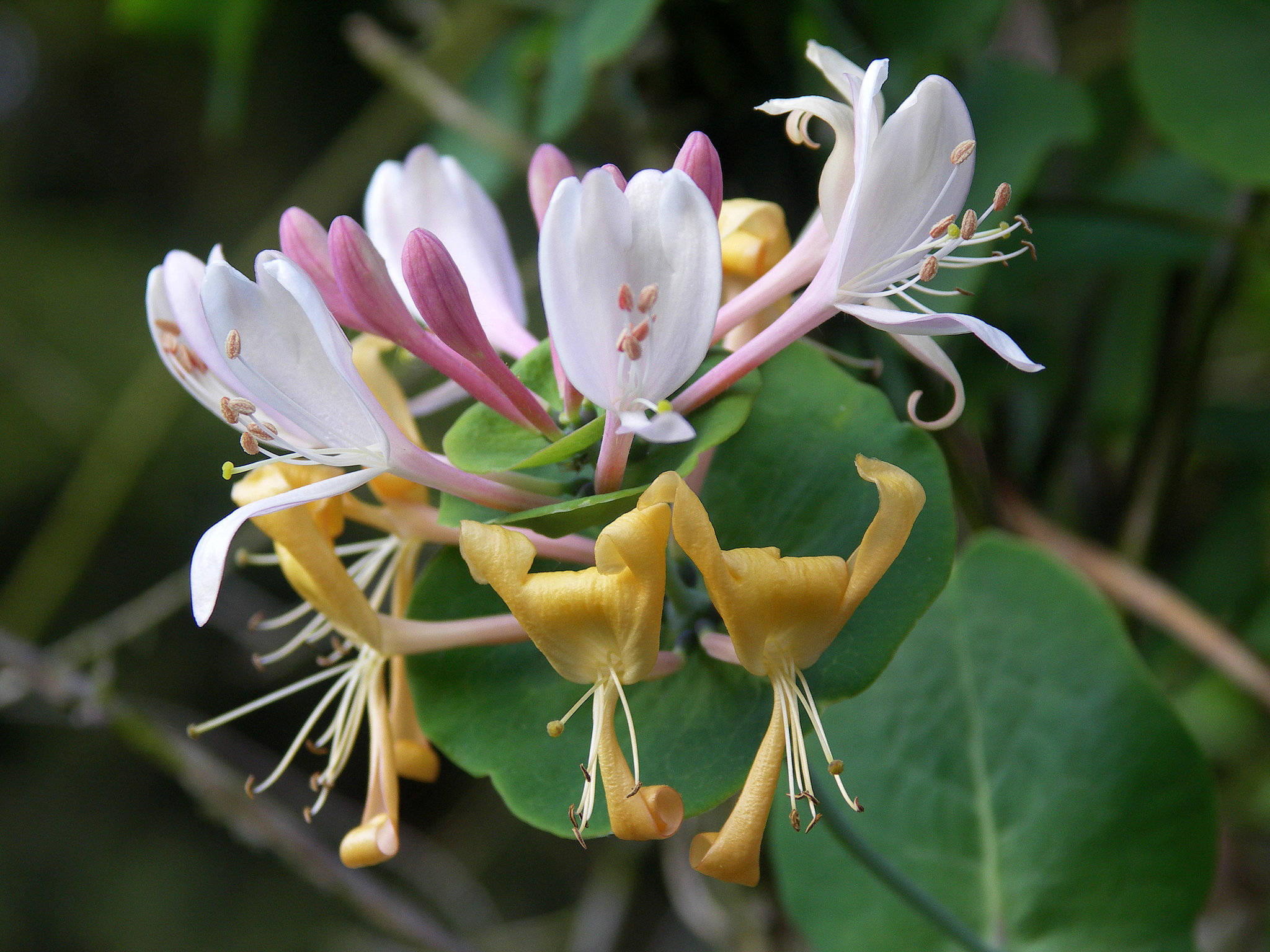 Honeysuckle