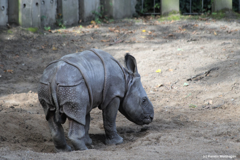 Nashornbaby Samir (Wilhelma)