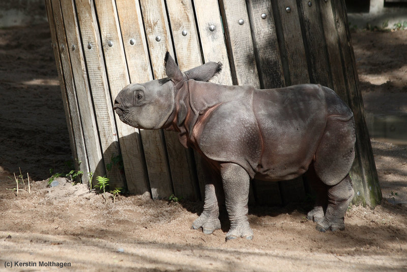 Nashornbaby Samir (Wilhelma)