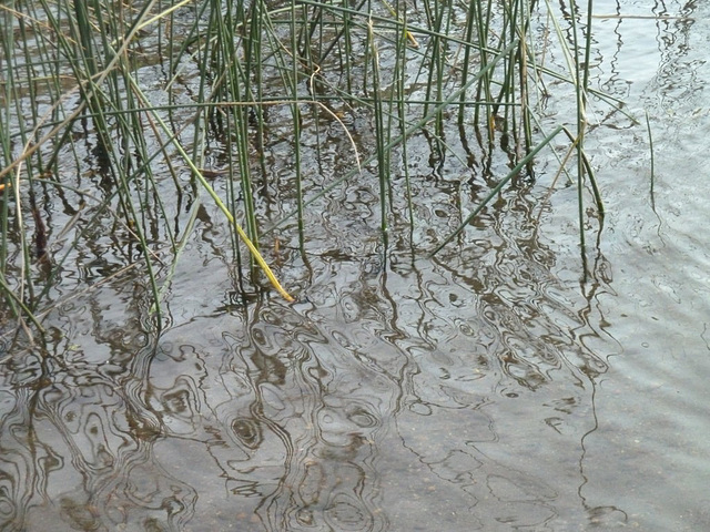 Reflejos en el lago