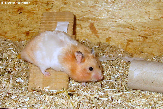 Goldhamster Miles