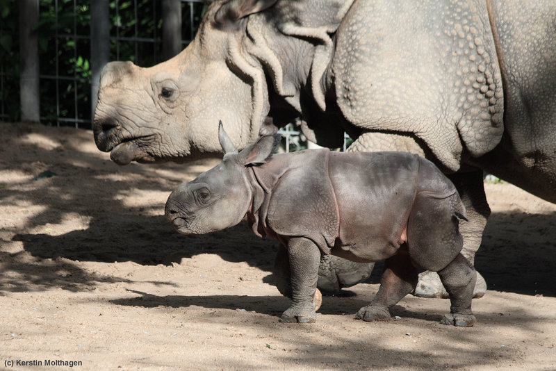 Nashornmama Sani mit Sohn Samir (Wilhelma)