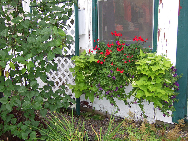 Window Box