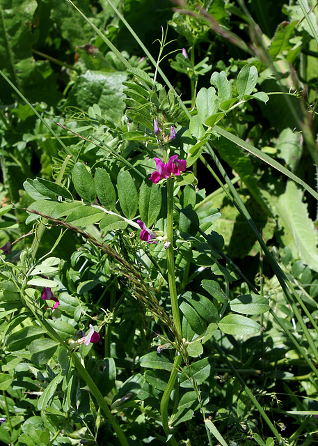 Vicia sativa (5)