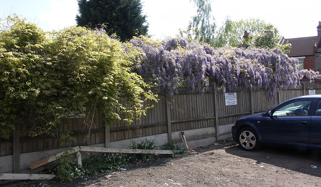 The Penge Wisteria