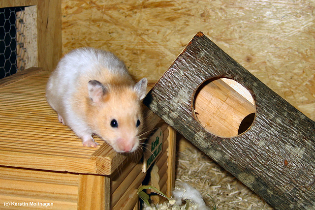 Goldhamster Miles