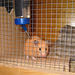 Goldhamsterdame Aliena